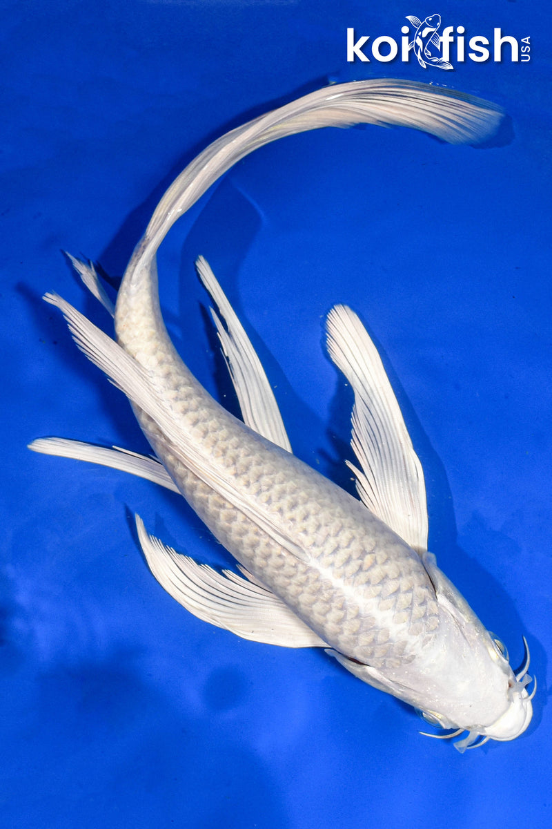 9.5" PLATINUM OGON BUTTERFLY