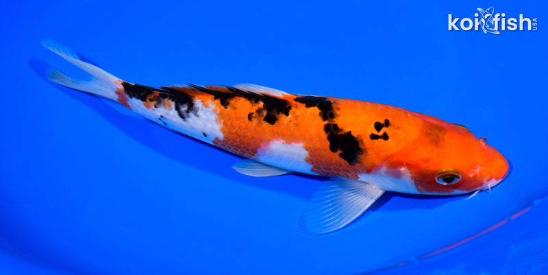 8.75" AKA SANKE