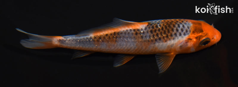 4.25" HI ASAGI