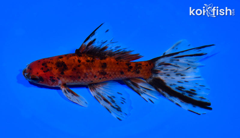 6" CALICO WATONAI GOLDFISH