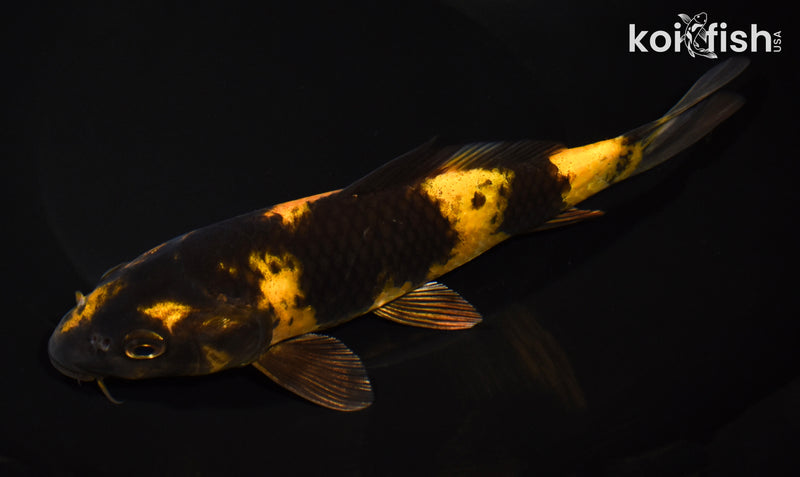 7.75" KI UTSURI