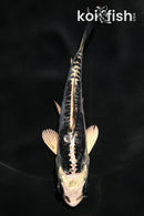 4.5" KIKOKURYU