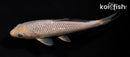 5.5" GINRIN SORAGOI