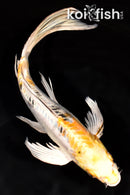 9.75" ARAGOKE HEISEI NISHIKI BUTTERFLY