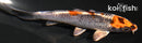4.5" KUJAKU