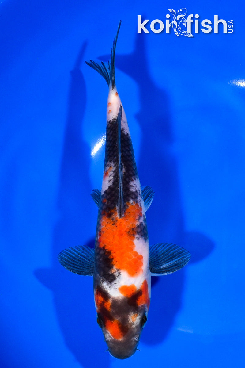 8" SHOWA
