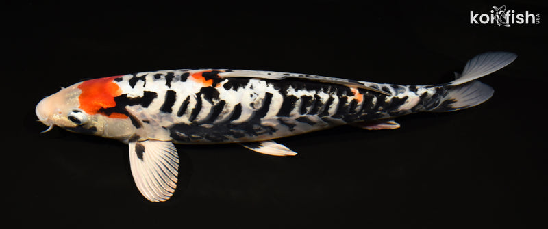 13.75" BENI KUMONRYU