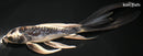 8.25" BENI KIKOKURYU BUTTERFLY