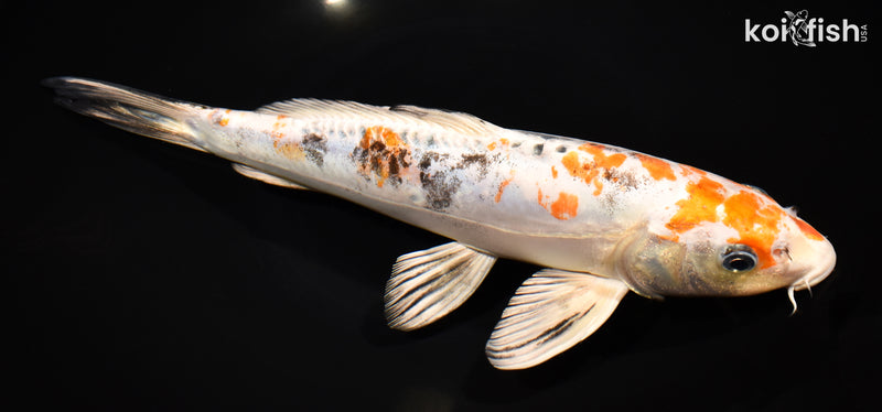 12.25" HEISEI NISHIKI