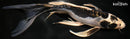11" KIKOKURYU BUTTERFLY