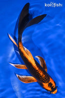 9.5" ORENJI MATSUBA BUTTERFLY