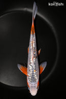 9.75" GINRIN ASAGI