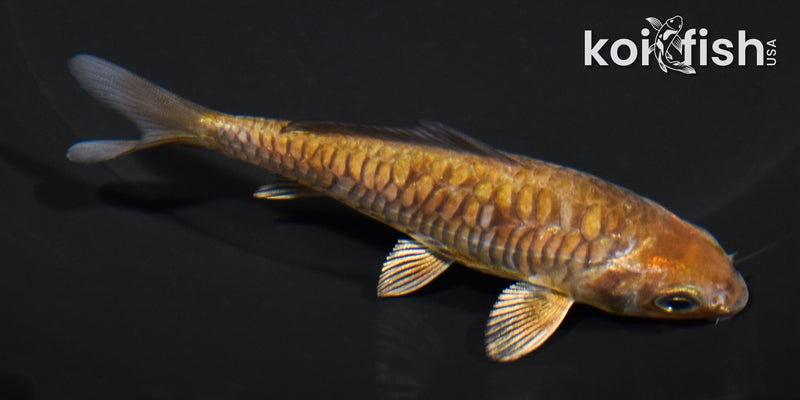 4.25" ARAGOKE OCHIBA SHIGURE