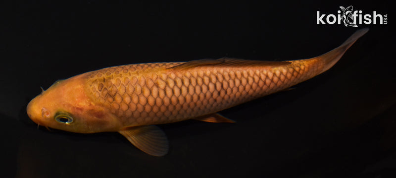 6.25" CHAGOI