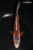 6.75" HI SHUSUI