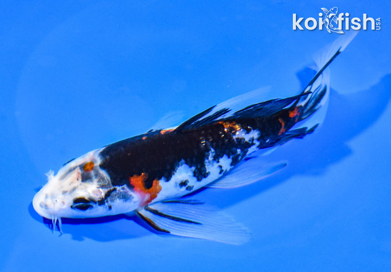 6.5" GINRIN SHOWA BUTTERFLY