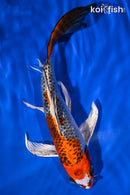 8.75" KUJAKU BUTTERFLY