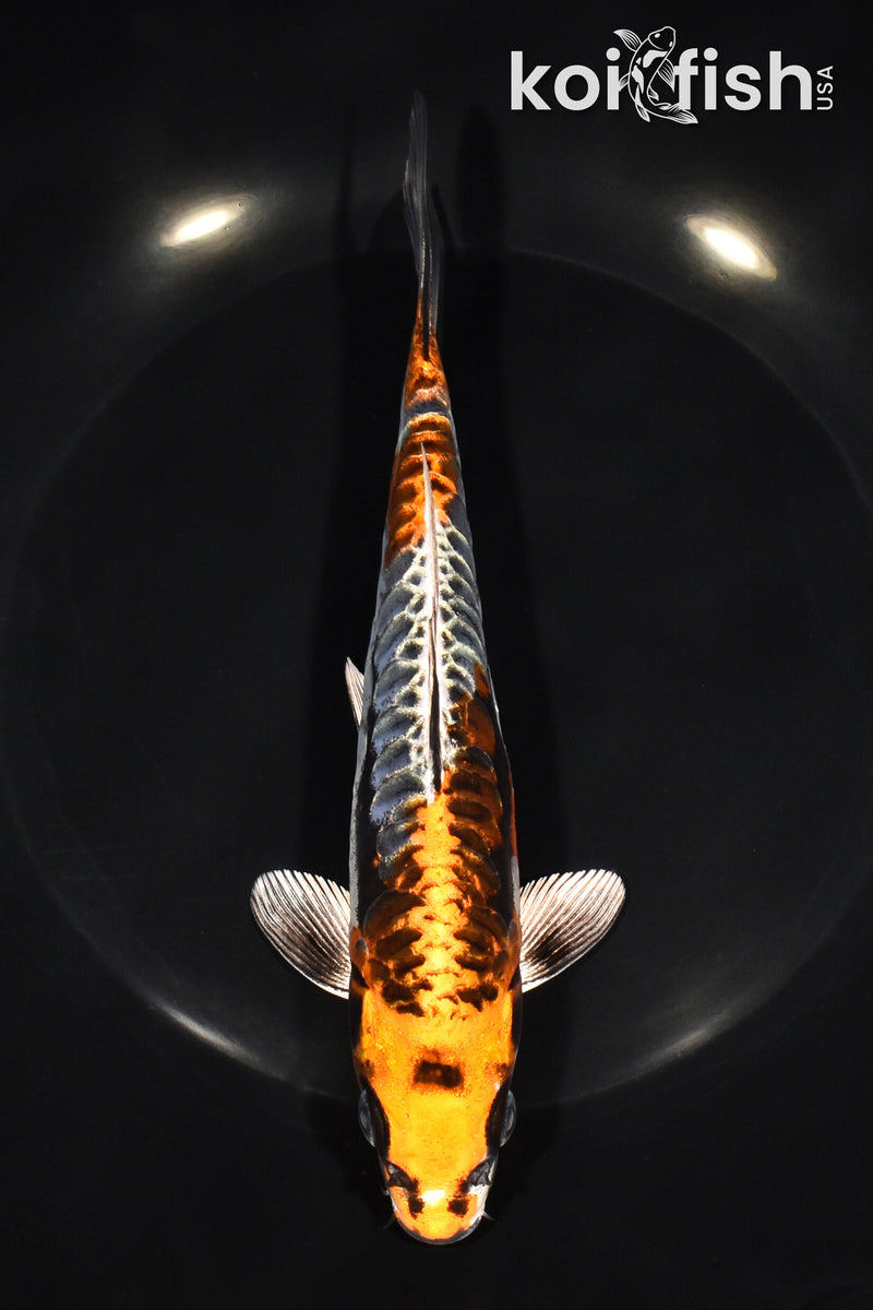 7.5" ARAGOKE BENI KIKOKURYU