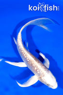 7.75" ARAGOKE PLATINUM OGON BUTTERFLY