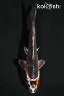 4.25" GINGA