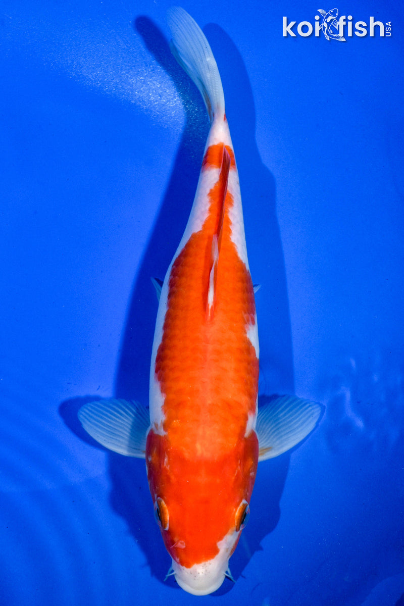 9" KOHAKU