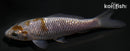 4.25" GINRIN OCHIBA SHIGURE