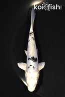 5.25" DOITSU GIN SHRIO BEKKO