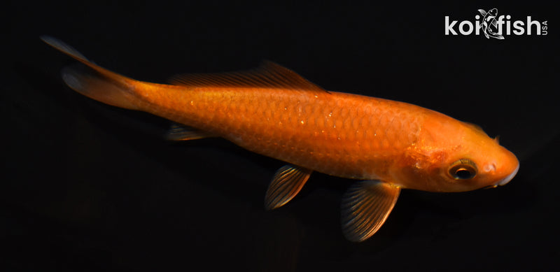 5" CHAGOI