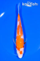 7" KOHAKU