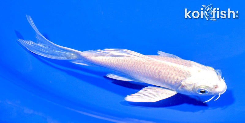 5" PLATINUM OGON BUTTERFLY