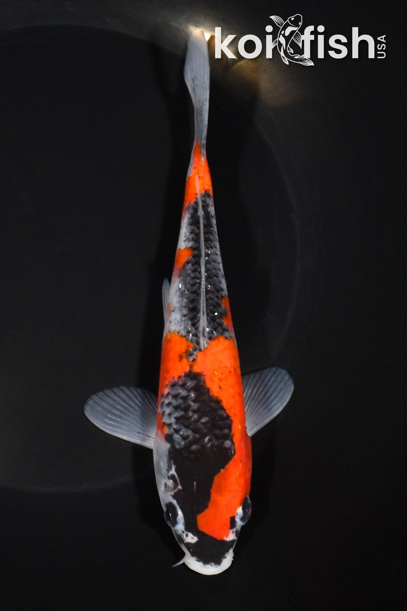 6.75" GOSHIKI