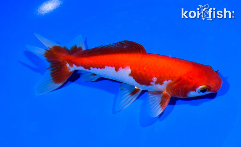 5.25" WAKIN GOLDFISH