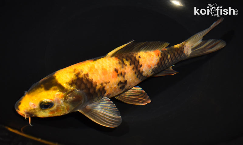 8.25" KIN HI UTSURI