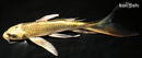 8.25" KIN KI MATSUBA BUTTERFLY
