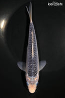 7.75" ASAGI