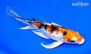 8.25" YAMATO NISHIKI BUTTERFLY
