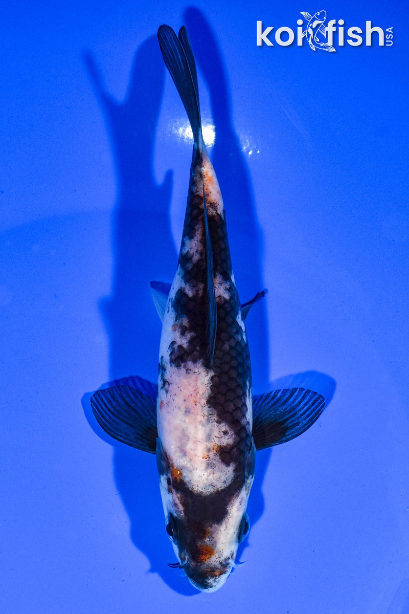 5.75" SHIRO UTSURI