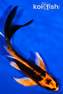 5.25" ORENJI MATSUBA BUTTERFLY