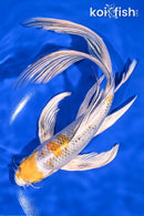 9.75" YAMATO NISHIKI BUTTERFLY