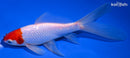 7" SARASA COMET GOLDFISH