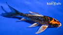 6" BENI KIKOKURYU BUTTERFLY