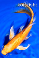 8.25" ORENJI OGON BUTTERFLY