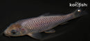 4.25" SORAGOI