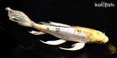 9.75" ARAGOKE HEISEI NISHIKI BUTTERFLY