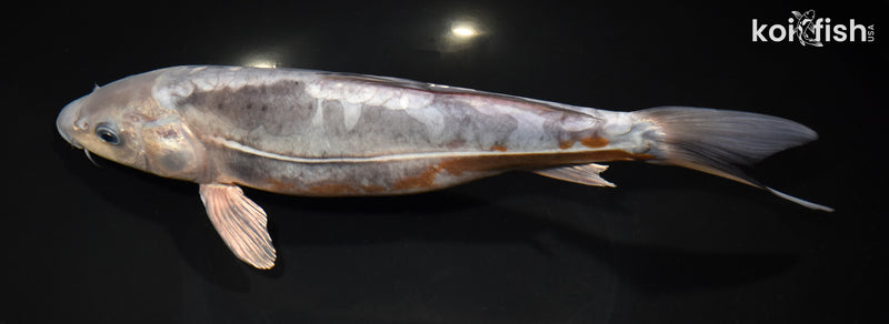 12.25" DOITSU OCHIBA SHIGURE