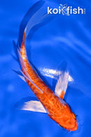 5" KIKUSUI BUTTERFLY