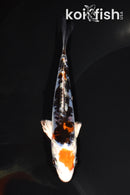 6.25" HEISEI NISHIKI