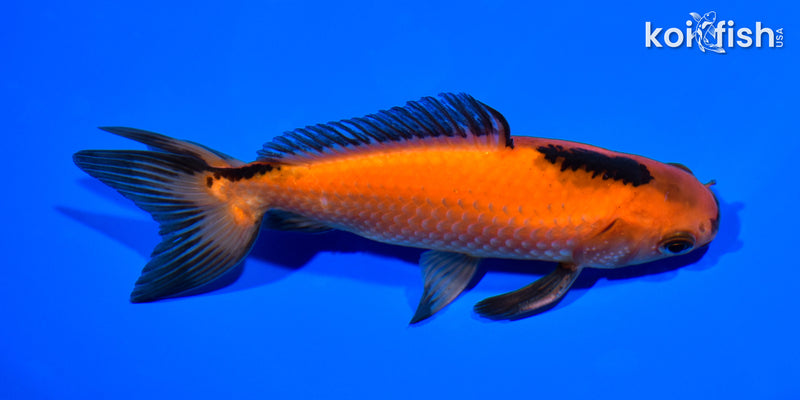 5.25" WAKIN GOLDFISH