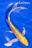 7.25" GINRIN LEMON HARIWAKE BUTTERFLY