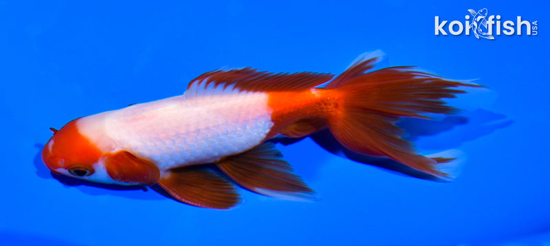 5.25" WATONAI GOLDFISH